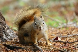 American red squirrel (Tamiasciurus hudsonicus), common squirrel in Alaska and Canada