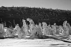Snow covered trees look like ice statues, beautiful Krkonose Giant Mountains in winter sunny weather, Black and white pure nature