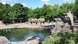 Two Playful Elephants in a zoo