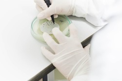 Closeup of microbiologist's hands is counting microorganism colonies in the plate from water sample, concept of microbial laboratory in pharmaceutical industry. 
