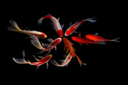 Nine of the best koi fish Black background