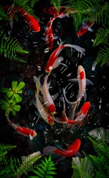 Koi fish swim artificial ponds with a beautiful background of green plants
