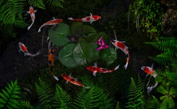 Koi fish in a pond with green plants and lotus flowers
