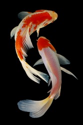 Koi fish fish, koi, animal, background, white, golden, carp, colorful, red