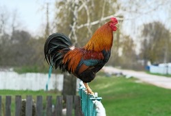 A red rooster crows on the fence. The village rooster wakes people up.