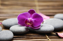 Gray stones and beautiful orchid.