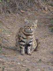 An african black-footed cat, very rare species