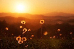 dandelions silhouettes at sunset light background