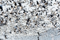 Wintering snow geese in the Skagit Valley of Washington State form a blizzard of black and white on take off as the raise into the sky 