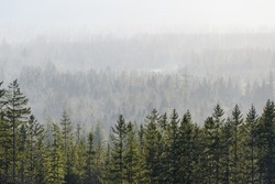 Sun illuminates mist in the a valley lined by fir trees as the level of definition fades into the distance