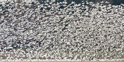 A large flock of wintering snow geese takeoff together in a blizzard of black and white birds.  The geese winter in the Pacific northwest
