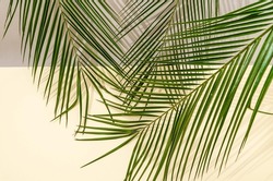 A backdrop or wallpaper made of palm leaves and shadows on beige and desaturated yellow background. Summer vibes minimal concept for banner or advertisement. Copy space