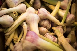 White garlic pile texture. Fresh garlic on market table closeup photo. Pile of white garlic heads. White garlic head heap top view