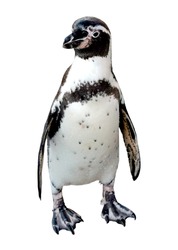 Humboldt Penguin Is a penguin that lives in the tropics The Kuno Islands and the coast of Peru and Chile South America