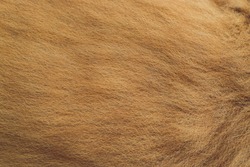 Close up of an animal colored fur texture.