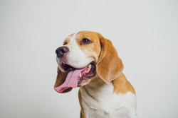 beautiful beagle dog isolated on white xmax