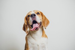 beautiful beagle dog isolated on white xmax