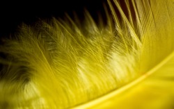 Close up yellow feather against a black background.