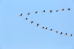 flock of wild geese flying in v-shape on blue sky