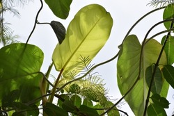 View of green tropical leaves 