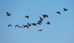 Flock of cormorants in flight. Large group of birds in flight. Blue sky in the background.
