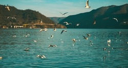 White birds flying over the Danube. Seagulls in flight.