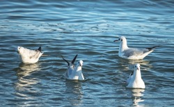 Seagulls float on the water. White birds on the waves.