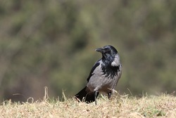 A hooded crow (Corvus cornix)
