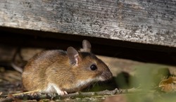 The yellow-necked mouse (Apodemus flavicollis), also called yellow-necked field mouse, yellow-necked wood mouse, and South China field mouse