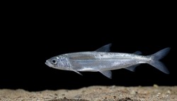 Coregonus albula, known as the vendace or as the European cisco, is a species of freshwater whitefish