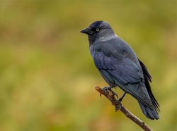 Jackdaw sitting perched on a branch against a yellow green mottled autumnal coloured background. A black and silver grey corvid bird looking to the left with space to the side for copy or text.