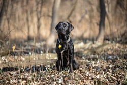 Black Labrador dog in forest, jumping dog, sitting dog