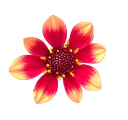 A colorful red and yellow Dahlia Mignon flower isolated on a light background