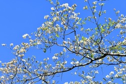 White Flowering Dogwood Tree Branches 