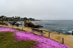 Beautiful Purple Flowers at Lovers Point Park in Pacific Grove, California 