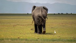 Big bull elephant walking in the grasslands of Amboseli National Park in Kenya