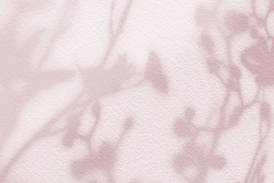 Natural flower shadows are blurred on light pink rose pastel color wall at home at sunrise. Cosmetic organic with minimal concept.