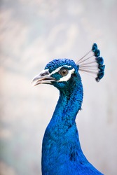 peacock head