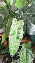Marina Ruy Barbosa,  Paraiso Verde or  Philodendron paraiso verde or verdant paradise or Philodendron paraiso plant