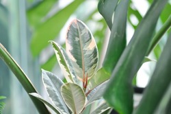 Decora Tree, Indian Rubber Tree or Rubber Plant or Variegated Indian Rubber or Ficus elastica or Assam Rubber plant