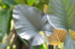 Alocasia Regal Shield ,Alocasia plant in the garden in blur background or soft focus 