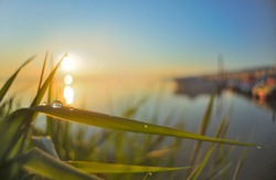 Dew drops on reed leaves at sunrise on Lake Constance