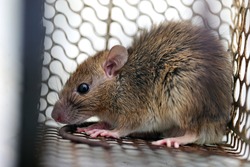 Rat in a cage or rat trap at home or office on white background. Close-up mice or rat caught in a trap. mouse Selective focus only head.rat as carriers of disease leptospirosis and hantavirus