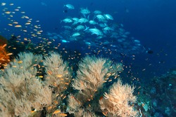 Colourfull of marinelife . Pinnacle . Pulau Weh , Indonesia