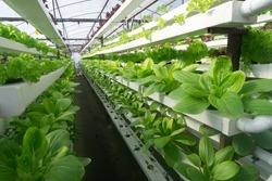 Fresh organic vegetable grown using aquaponic or hydroponic farming.