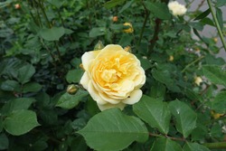Amber yellow flower in the leafage of rose bush in May