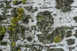 Ash gray bark of populus alba with bright yellow and green lichen and moss