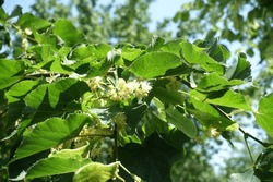 Pale yellow flowers in the leafage of linden tree in mid June