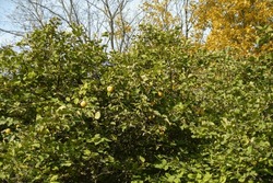 Fully ripe fruits in the leafage of quince tree in october