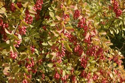 Abundant red berries in the leafage of common barberry in October